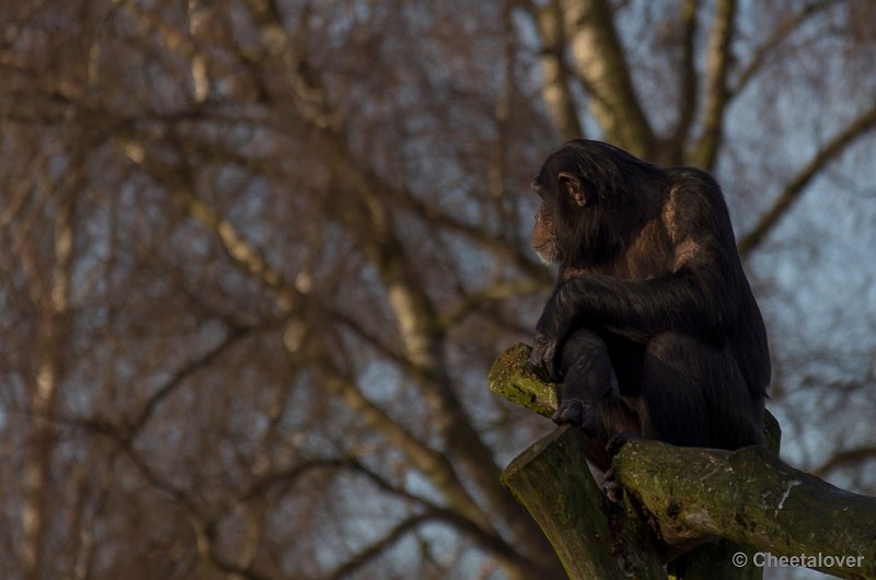 _DSC5987.JPG - Chimpansee, genietend van het Kerstzonnetje